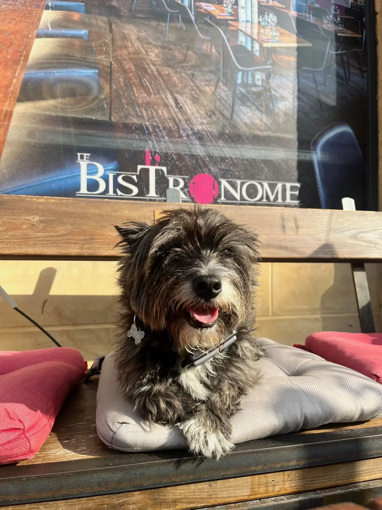 Petit chien installée confortablement au restaurant Le bistronome à metz