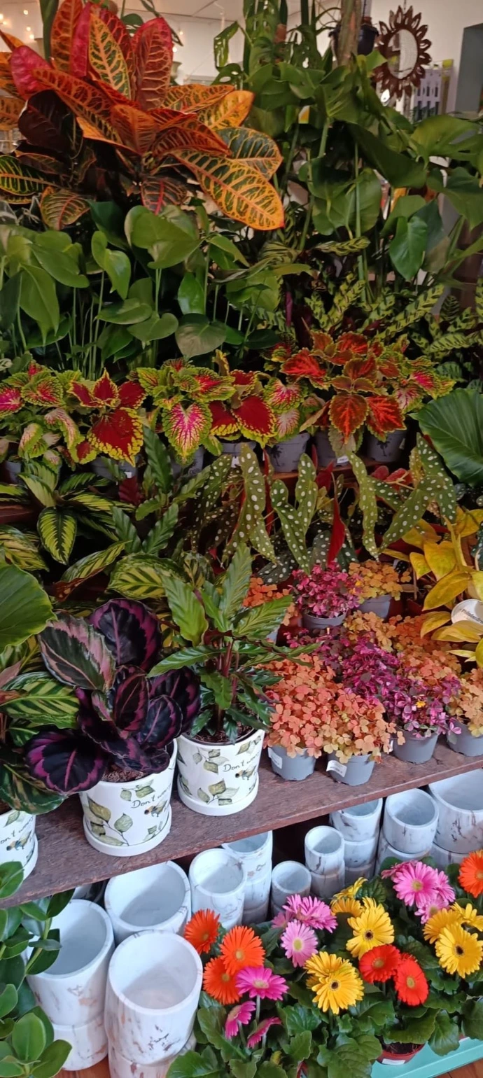 Choix de plante que l'on trouve à la Jardinerie du Centre à Metz en Fournirue
