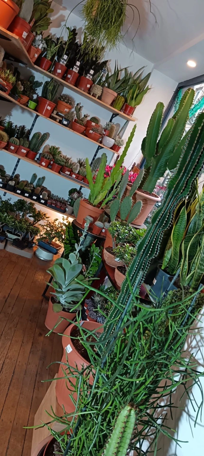 Choix de plante que l'on trouve à la Jardinerie du Centre à Metz en Fournirue