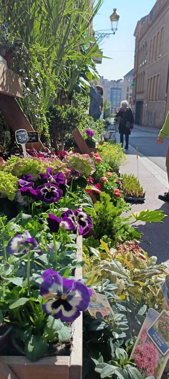 Choix de plante que l'on trouve à la Jardinerie du Centre à Metz en Fournirue